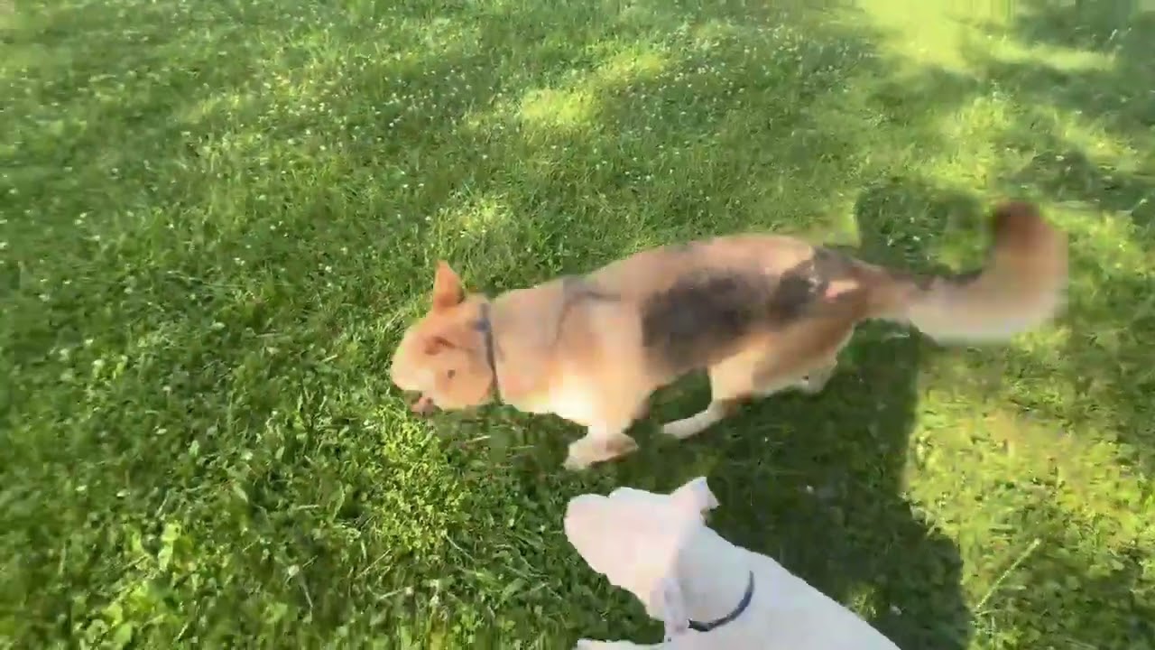 Molly, a Adoptable mixed breed in Avon, OH video 6/6