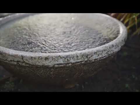 raindrops & birds calming nature