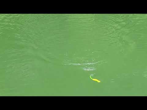 Swimbait Review: Illude/Lunker Fighter Diesel Lizard and Diesel XL