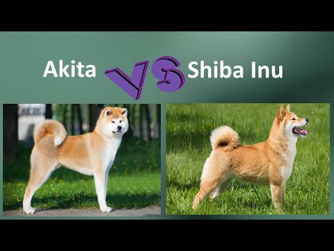 Akita VS Shiba Inu - Breed Comparison
