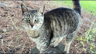 飛び跳ねるように駆け寄って来た猫ニャッツなんてかわいい