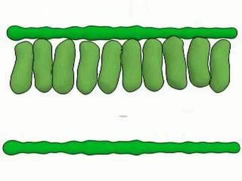Biotopica -Fotosynthese