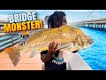 Catching the BRIDGE MONSTER (big ugly fish)