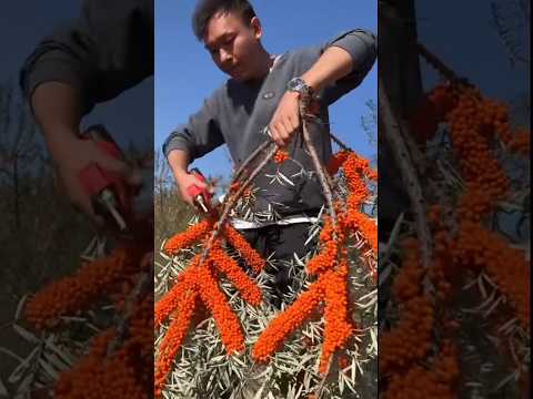 It's Time to Harvest Sea Buckthorn #satisfying @RomFarm
