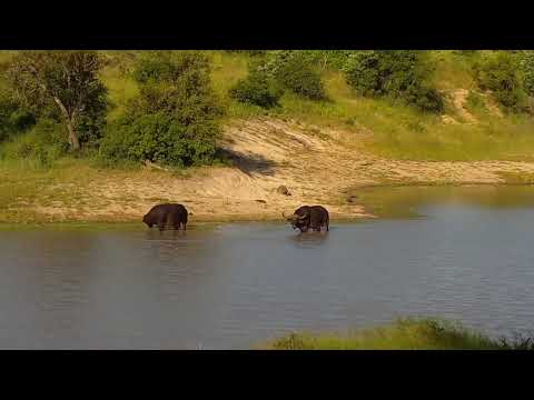 Djuma: Two Buffalos and Hippo at the dam - 17:10 - 01/19/22