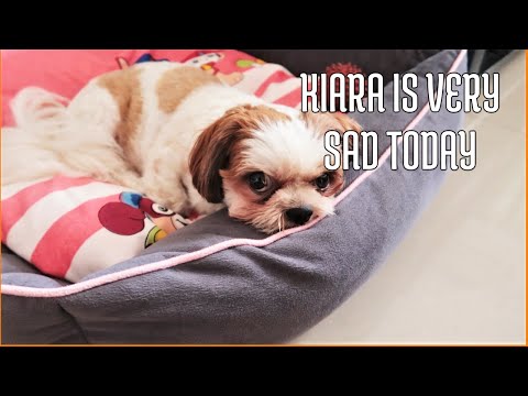 My Puppy feeling extremely low and sad today | Why my puppy is depressed today