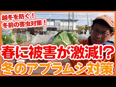 イラクサの煎じ薬:アブラムシに対する応急処置 植物