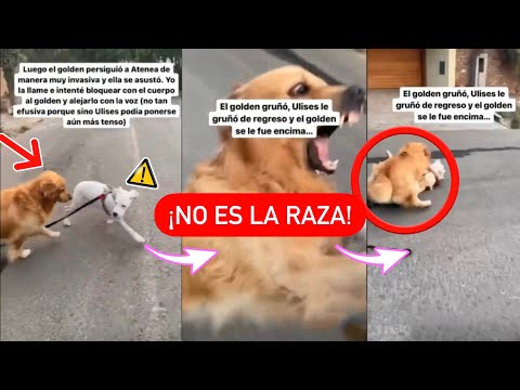 GOLDEN SE ENFRENTA A DOS DOGOS ARGENTINOS 😰 - ¿La AGRESIVIDAD la DETERMINA la RAZA? (@houseofdogos)