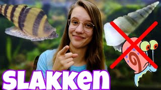 Alles over SLAKKENPLAAG! BESTRIJDEN en VOORKOMEN! + HELENA slak //Nickey//