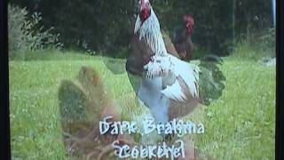 preview picture of video 'The Chicken Video titled Regarding Chickens available at Amazon'