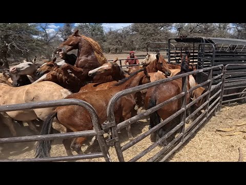 Wild Horse Problem