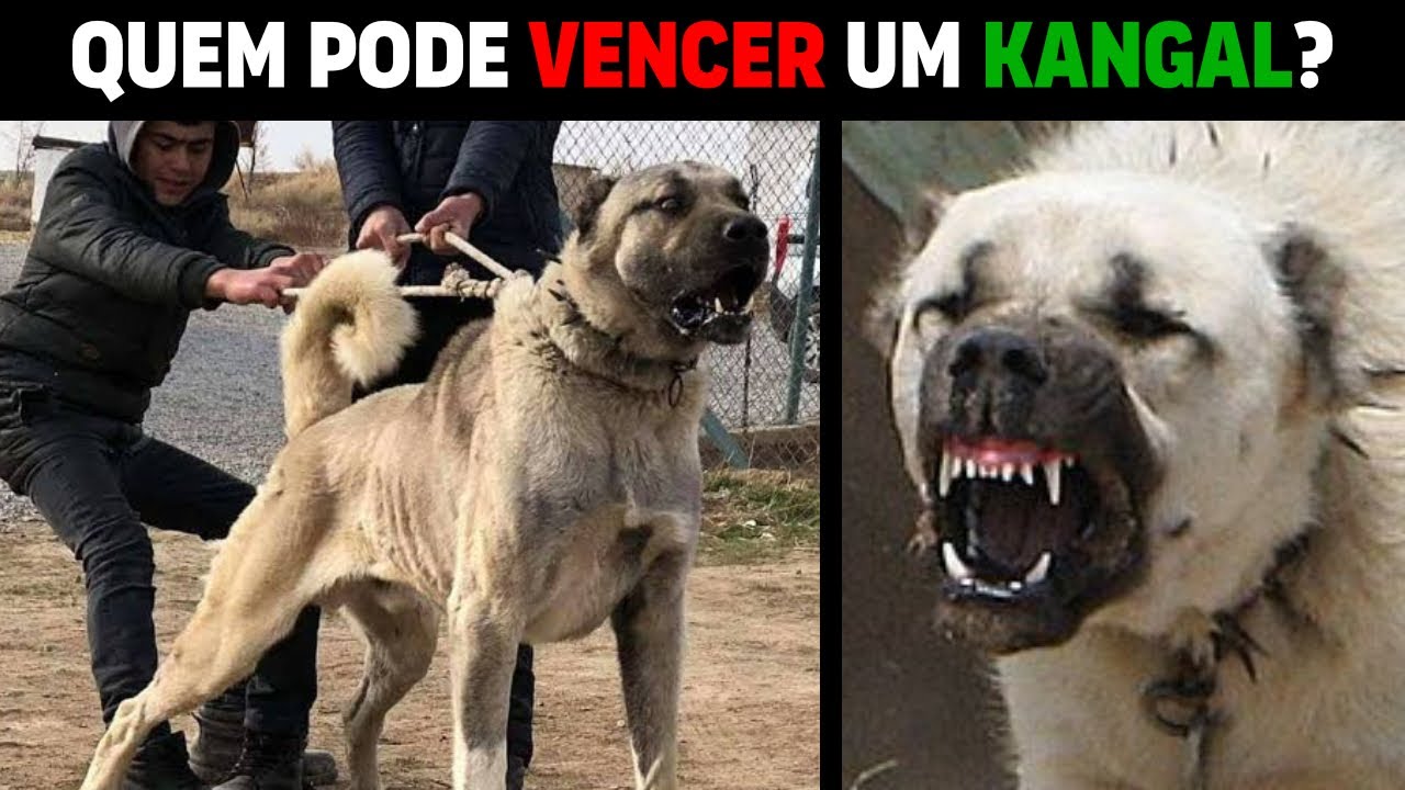 5 Cachorros Que Podem Vencer Um Kangal
