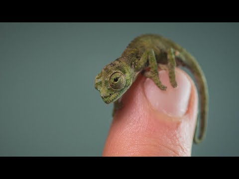 World's Smallest Chameleon Among Rarest Animals Born at Zoo In 2017
