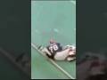 Bruce Smith Was A Terror #shorts