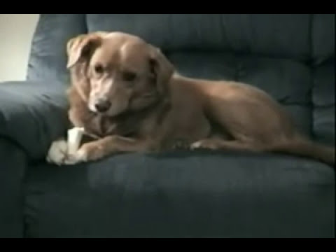 Dog thinks his leg is trying to steal his bone