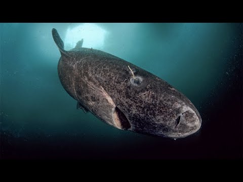 Greenland Shark - The Deep Sea Shark / Documentary