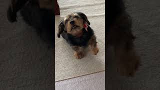 耳がかゆくなった時のうちの犬
