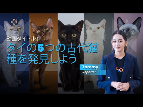 タイの5大国猫が国民アイデンティティを形成