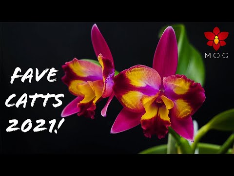 Favorite Cattleya Orchids in 2021 - Must Haves for any Cattleya collection! 🥰