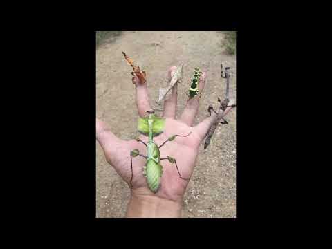 DCK-Words of Nature/Silence of Chemical feat.,AMMOeinser mit IrreParabel (prod. Bruce Brenner)