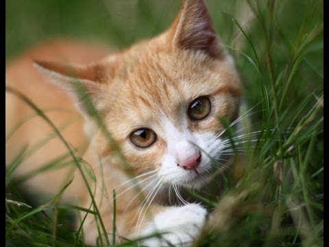 pourquoi un chat remue-t-il la queue