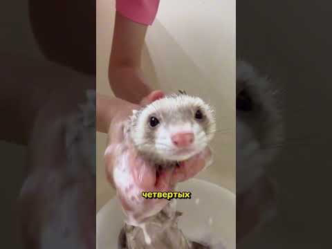 Ты Для Хорька — Больше, Чем Хозяин