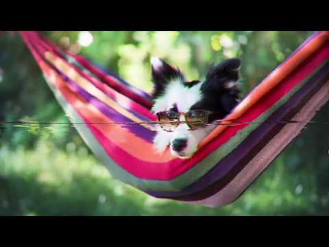 Splif -Петстотин свежи думи