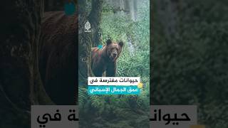 حيوانات مفترسة في عمق الجمال الإسباني