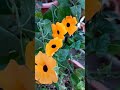 Black-eyed Susan /  Thunbergia alata plant care and propogtions