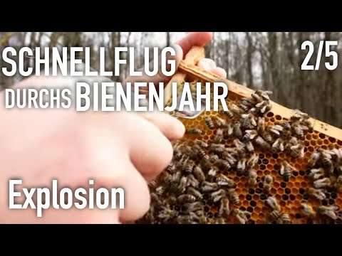 explosion | Fast flight through the bee year (2/5)