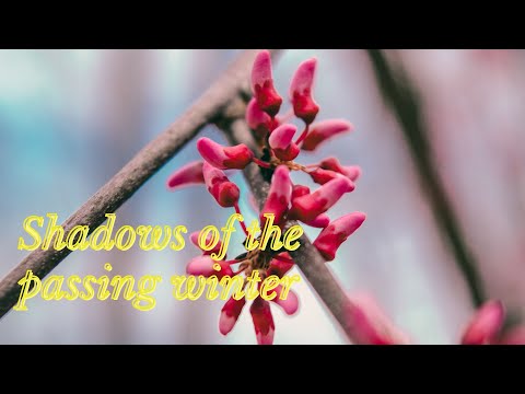 Shadows of the passing winter/ Calm Water Music/ Relaxing Music of Water/ Namaste Music