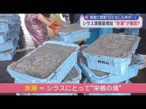 YouTube Video 【なぜ】シラスが異例の豊漁　２か月で去年越え・１００トン見込み　歴５０年ベテラン漁師も驚き「海の変化」とは…　静岡・田子の浦漁港