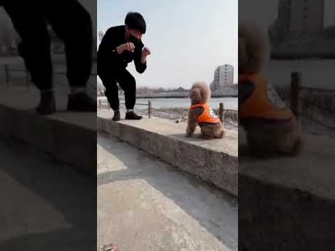 super actor dog and cat