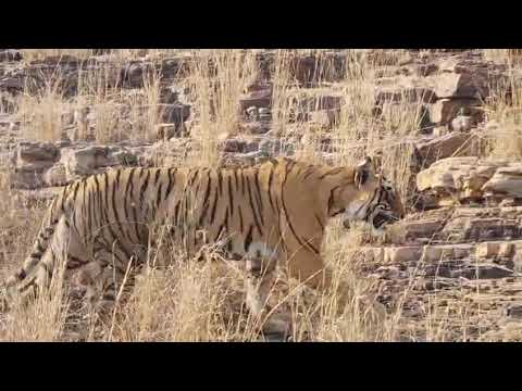 Incredible Tiger Sighting in Zone 2 | Ranthambore National Park