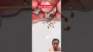 Download lagu Lots of fish spawn @faydalıvideolar mp3