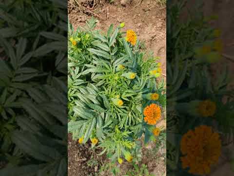 Slow growth ashoka orange marigold plant