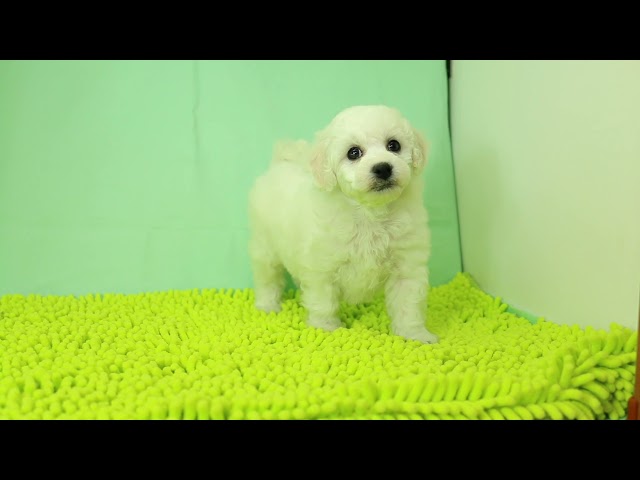 ブリーダー/ショップマロニエケンネル　MARRONNIER KENNELのビション・フリーゼで番号が2892です