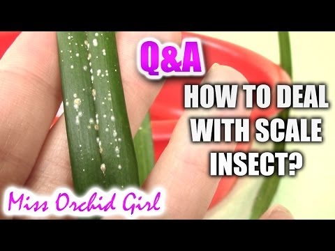 , title : 'Q&A - How to deal with scale insect?'