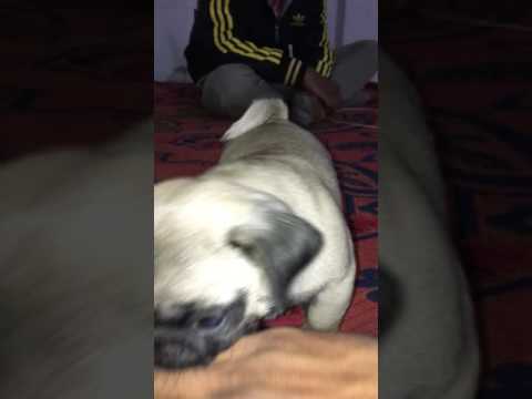 Baby pug playing just 2 month old