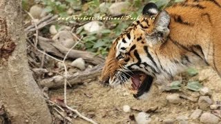 preview picture of video 'Jim Corbett National Park India - Tourism - Tiger - Safari - Widllife Tour - Corbett Tiger Reserve'