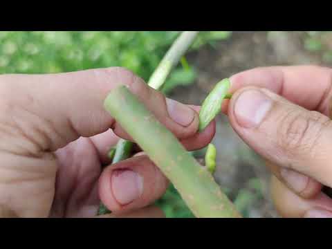 Weeping Mulberry Tree Grafting / bud grafting