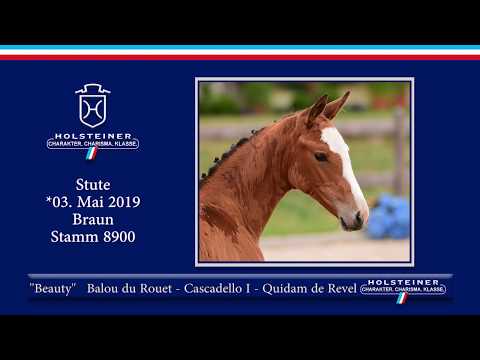 Holsteiner Elite-Fohlenauktion 2019 - Nr. 41 Beauty v. Balou du Rouet-Cascadello I