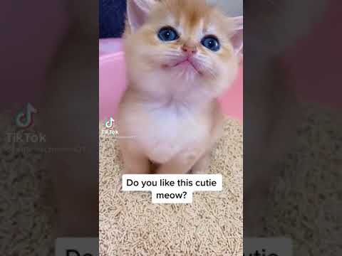 Cute citten talking/ قطة حلوة تتحدث!!!
