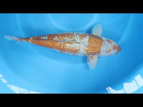 JKS Online Auction: 22nd JKS-AC 22-15 - 3Y Ginrin ochiba shigure 62 cm Female