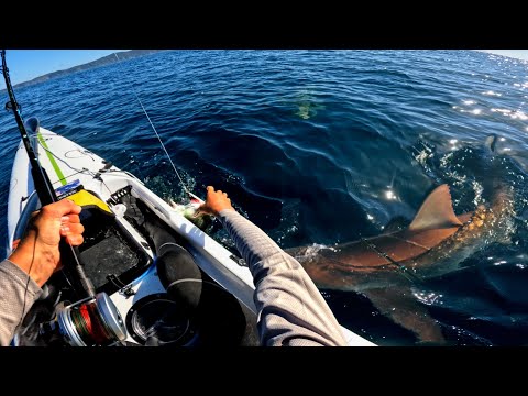 GIANT Fish Destroyed by Sharks!? ( 1 HOUR SPECIAL )