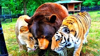10 НЕВЕРОЯТНЫХ И НЕОБЫЧНЫХ ДРУЖБ ЖИВОТНЫХ