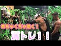 【筋トレ】rijuくん式めちゃくちゃ効く肩トレーニング！