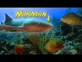 The Search for Norman the Friendly Nurse Shark in Belize!