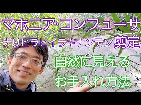 マホニア「ウィンター・サン」 植物
