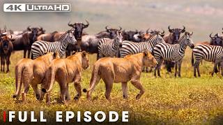 Ultimate Predators: Lion Pride Attack | FULL EPISODE | Wildlife Documentary